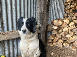 Beautiful Border Collie Girl in Rhayader on Freeads Classifieds ...