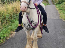 PIEBALD GELDING