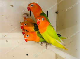 Mutation fishers lovebirds