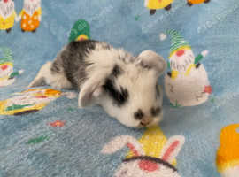 All reserved Giant French Lops