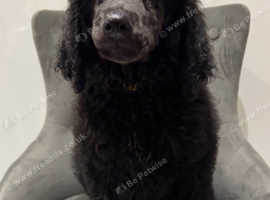 standards poodle puppies for sale