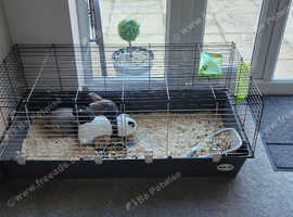 Male rabbit needing new home asap
