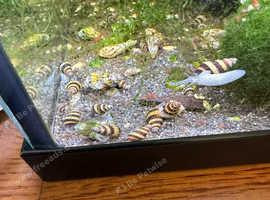 Assassin snails Anentome helena assassin snails X10