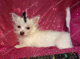 XXXXS F1 Teacup White Fluffy Maltese X Chihuahua Malchi Boy Puppy 5 months old