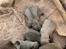 Lilac chihuahua puppies 1 boy and 1 girl available.