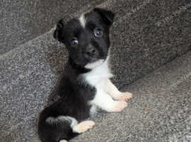 Miniature jack Russell puppies