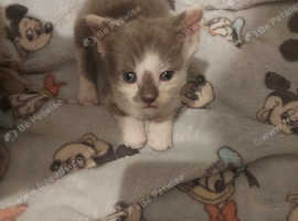 Beautiful grey and white kitten