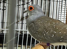 Male diamond dove
