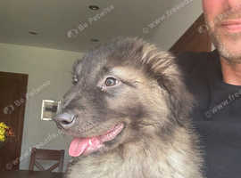 KC registered Estrela mountain dogs