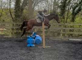 Gorgeous bold mare