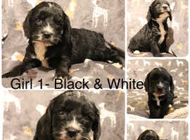 F1 Sproodle Puppies for sale