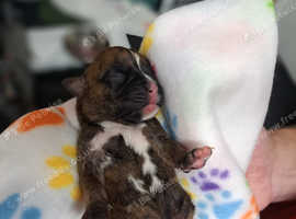 Brindle & Red boxers!