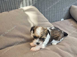 Yorkie jack shitz