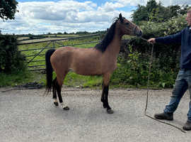 Hackney mare