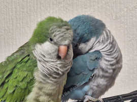 Pair of quaker parrots for sale