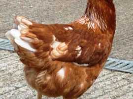 Chickens for sale - point of lay fully vaccinated - friendly tame birds