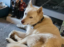 Siberian husky 5yr old looking for new home
