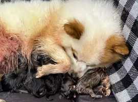 Pomeranian puppies for sale