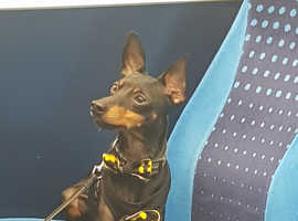 English Toy terrier. THALCYON CELTIC GOLD Stud.