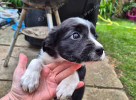 border collies for sale