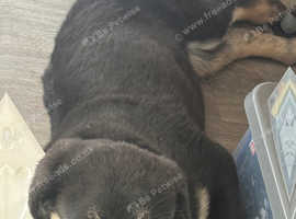 5 month old Caucasian shepherd