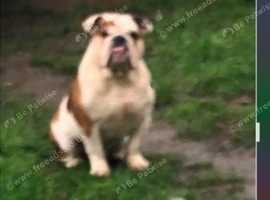 4 year old English bulldog