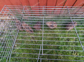 Courtnix quail
