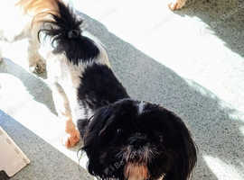 Looking for a loving home