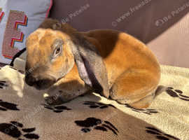 Neutered Velveteen Lop