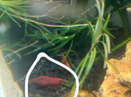 Cherry shrimp and blue