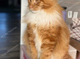 2 Maine coons for sale