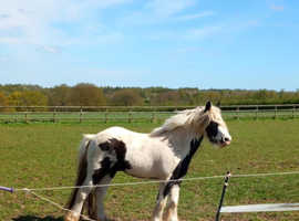 Coloured pony