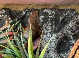 Breeding pair of Major Skinks with exo terra vivarium