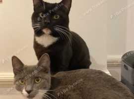 Two British short hair cats 1 male and 1 female