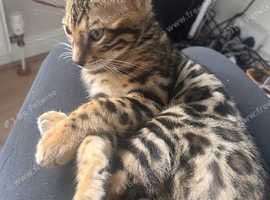 2 bengal brothers for sale