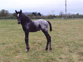 Spotted sports filly