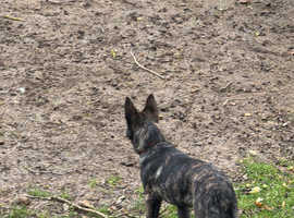 A very beautiful duch Shepard
