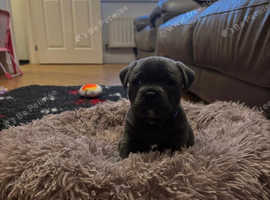 Cute blue staffordshire bull terrier puppies