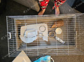 Guinea pig cage