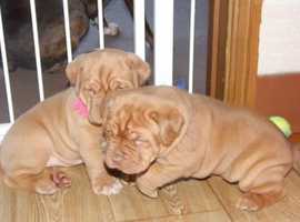 KC-REG DOG & BITCH LEFT!!!GORGEOUS PUPS READY NOW!!!Dogue De Bordeaux Pups For Sale