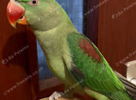 Stunning young alexandrine parrot