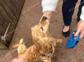 Cocker spaniel