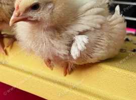 3 week old Amber Star x Sussex Roo
