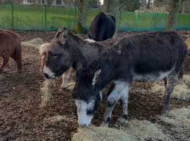 2 beautiful jacks looking for a loving home