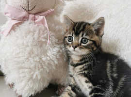 Stunning Ragdoll X British Shorthair