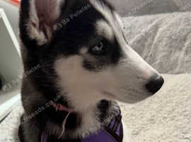 Female husky 13 weeks