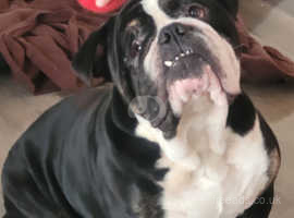 4yr old olde english bulldogge for loving home