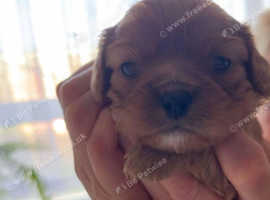 Cavalier King Charles Spaniel