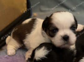 Kc reg shih tzu puppies