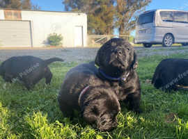kc Labrador Retrievers Puppies for Sale